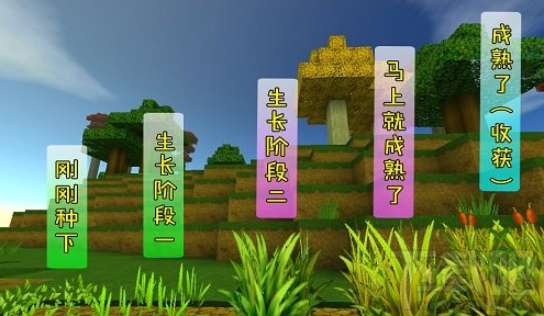 第二:迷你世界有了小麦种子怎么种?